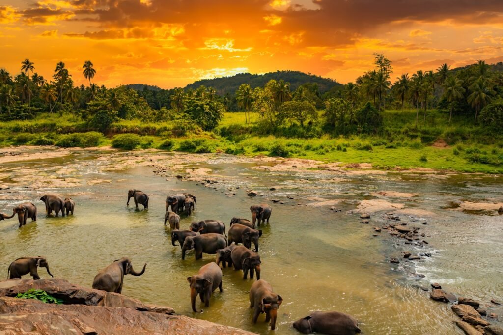 Elephants bathing in the river. Pinnawala Elephant Orphanage. Sri Lanka