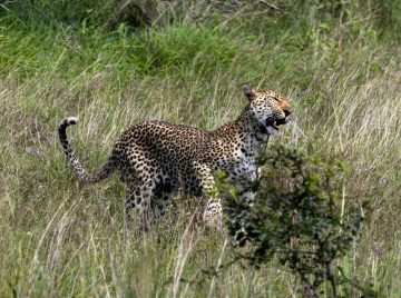 a cheetah walking through tall grass in the wild