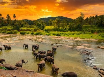 Elephants bathing in the river. Pinnawala Elephant Orphanage. Sri Lanka
