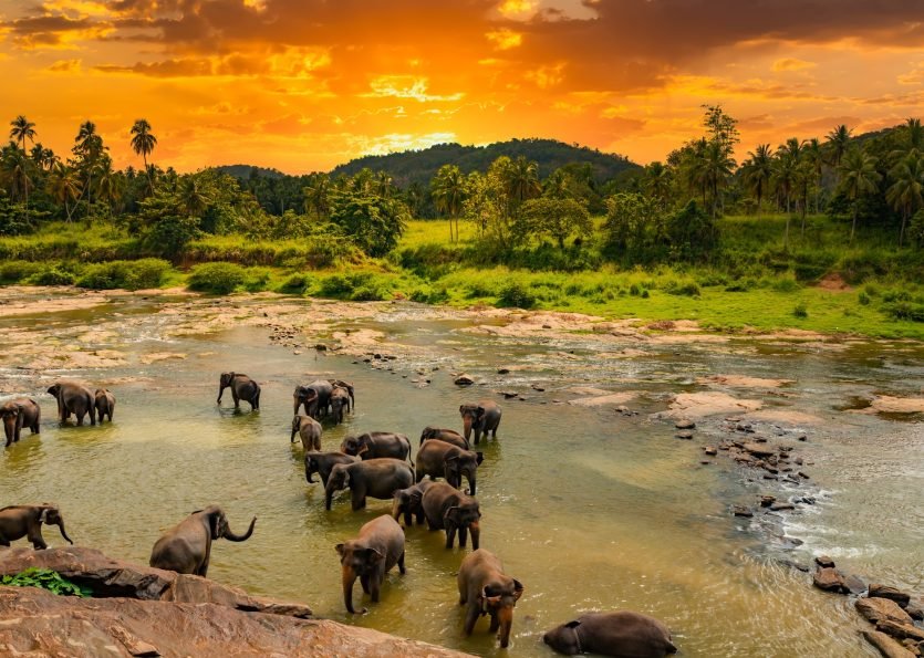 Elephants bathing in the river. Pinnawala Elephant Orphanage. Sri Lanka